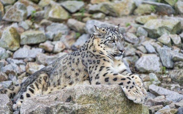 Снежный Барс (Ирбис, снежный леопард)