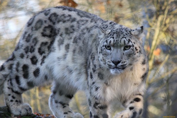 Путоранский снежный Барс (Ирбис)