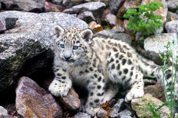 Ирбис Байкальский