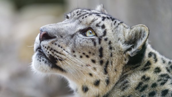 Ирбис фото животного