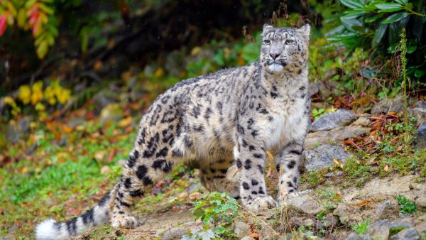 Снежный Барс Ирбис