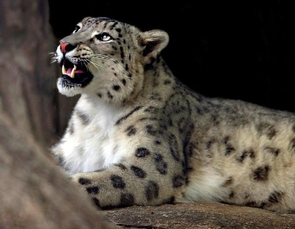 Барс и леопард