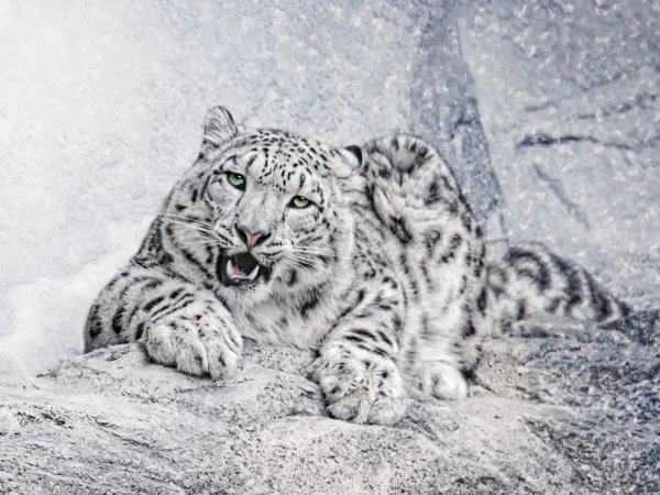 Panthera uncia