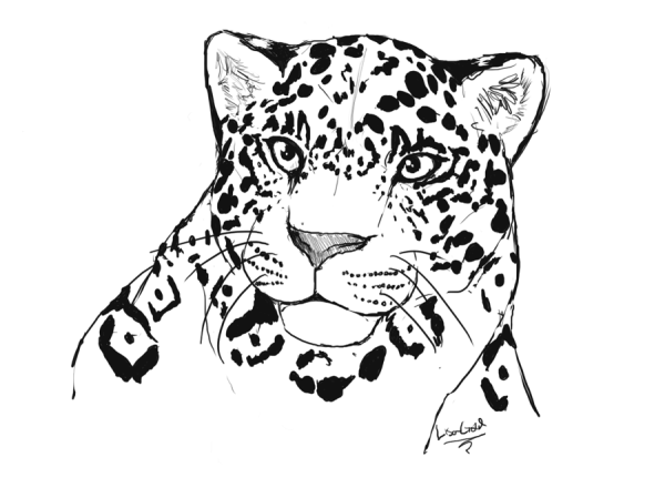 Рисунок леопард эскиз