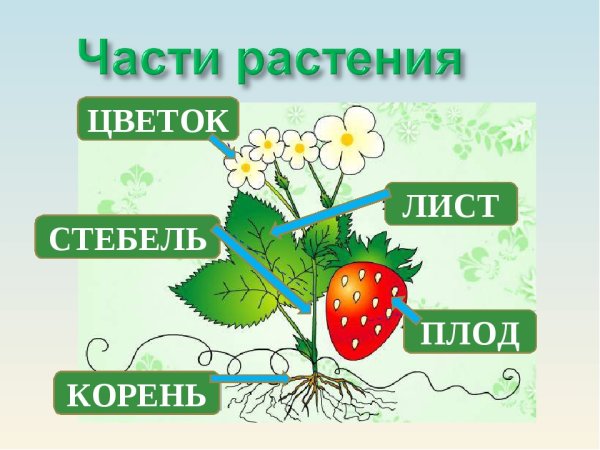 Части растения
