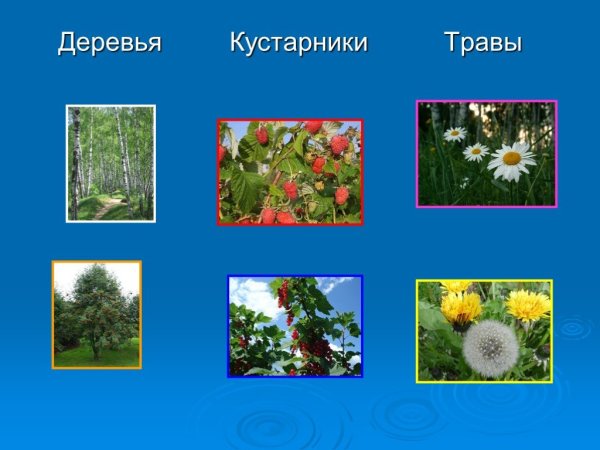 Растительный мир деревья кустарники травы