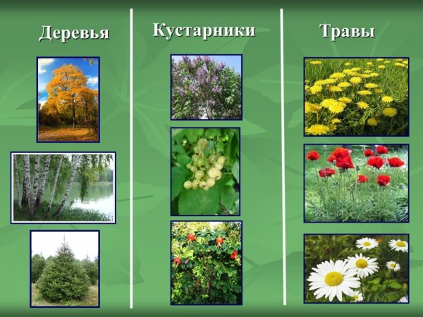 Травянистые растения 2 класс окружающий мир