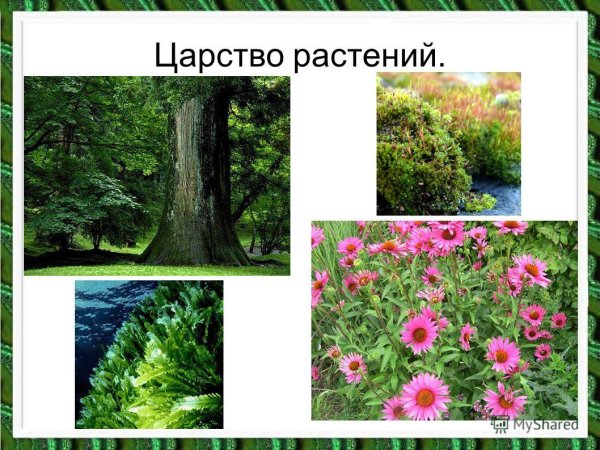 Царство растений