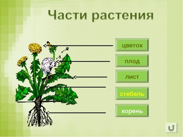 Части растения