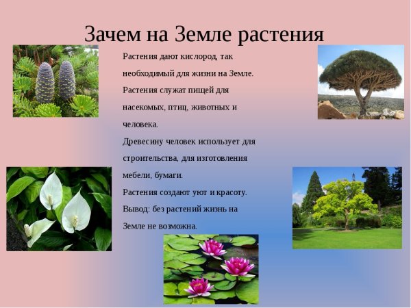 Путешествие в мир растений