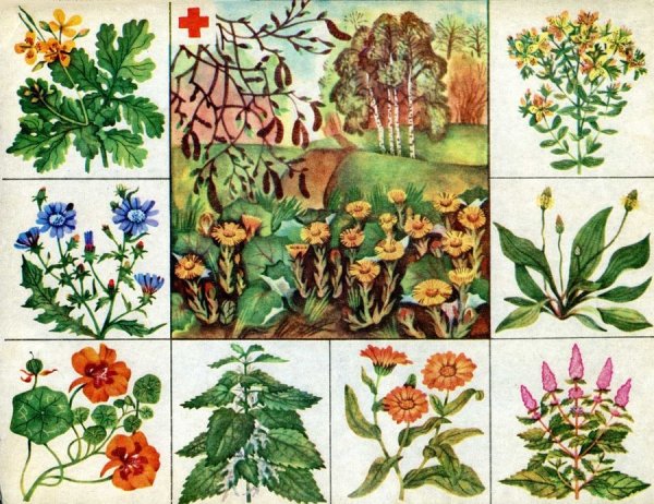 Лото «в мире растений»