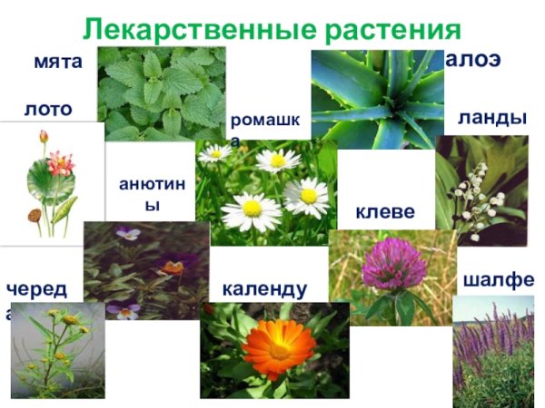 Лекарственные растения 2 класс