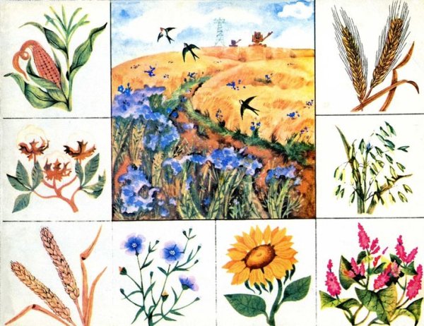 Лото "что где растет"