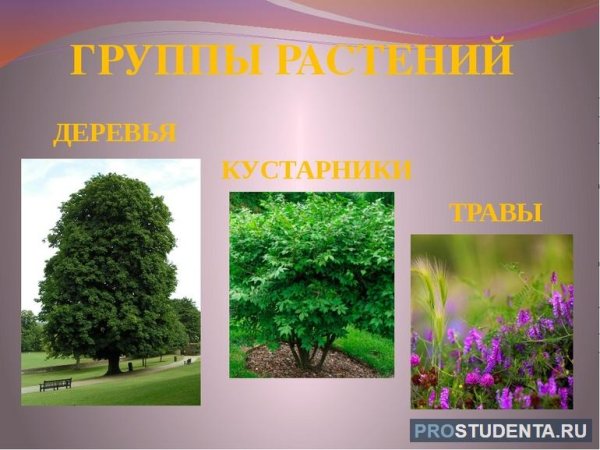 Деревья кустарники травы