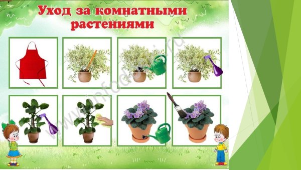 Алгоритм ухода за растениями