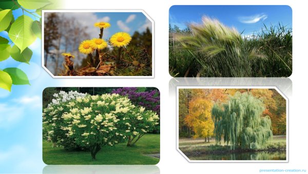 Разнообразие растений для детей