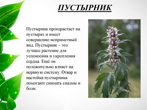 Пустырник растение описание