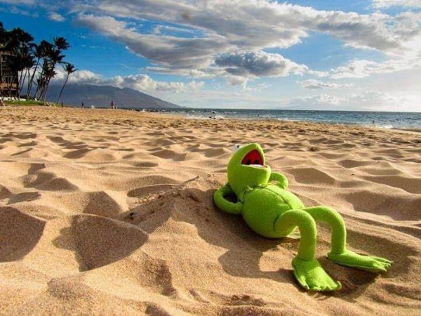 Лягушонок Кермит на море