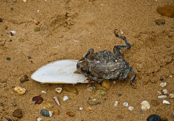 Пляж лягушка