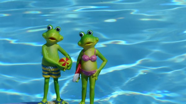 Лягушка в купальнике