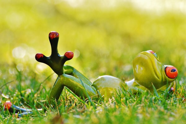 Смешная лягушка на море