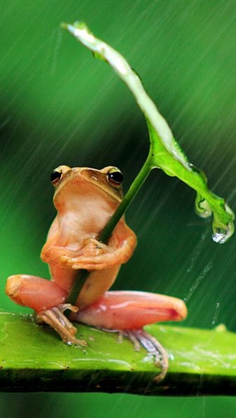 Лягушка с зонтиком