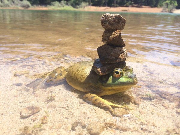 Коллекция лягушек