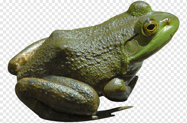 Лягушка сбоку