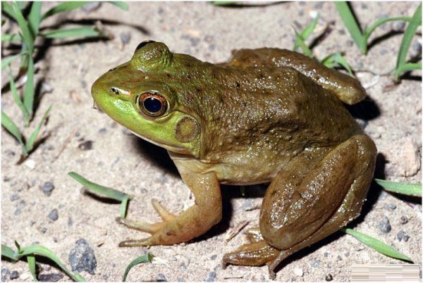 Лягушка дракон