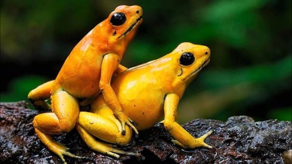 Лягушки совокупляются