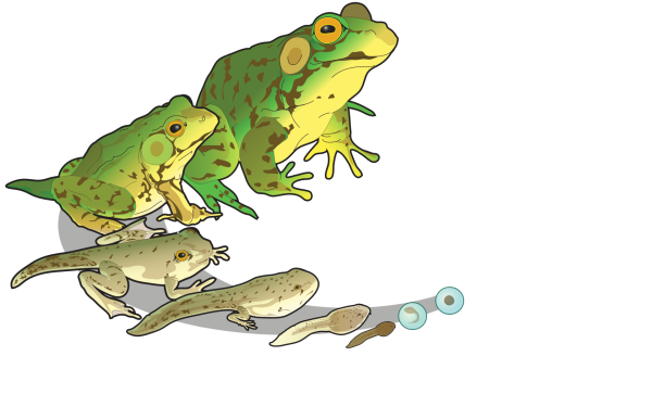 Головастик безсхвостым земноврдных