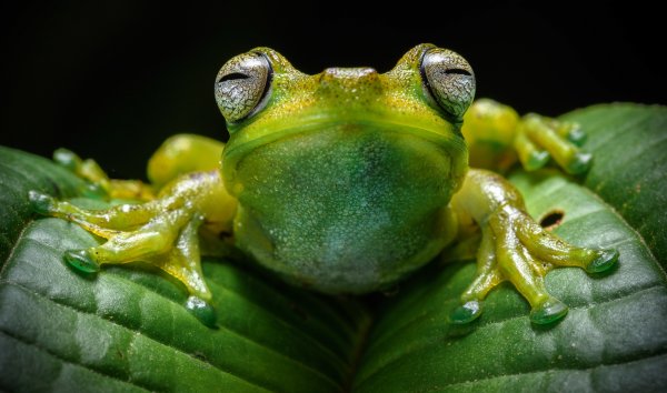 Лягушка Грин Фрог