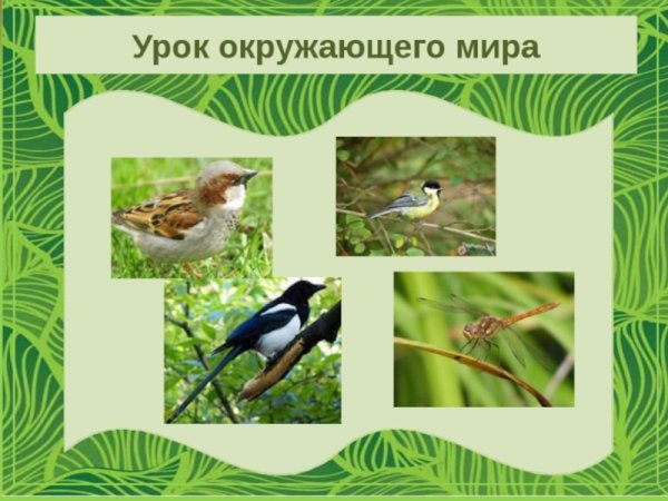 Урок окружающегоммира