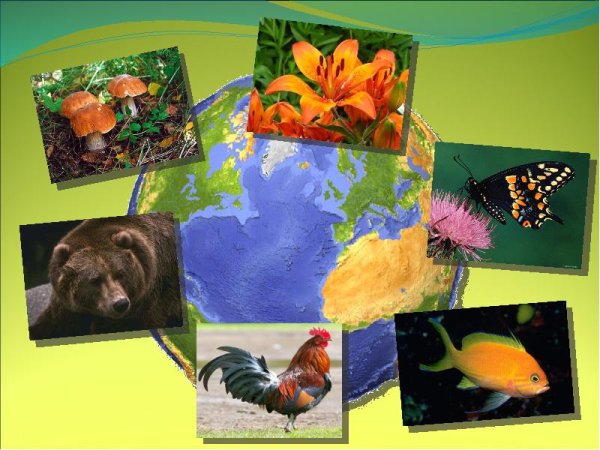 Коллаж по экологии