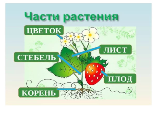 Части растений для дошкольников