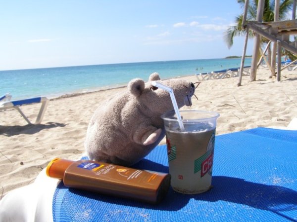 Мышь на пляже