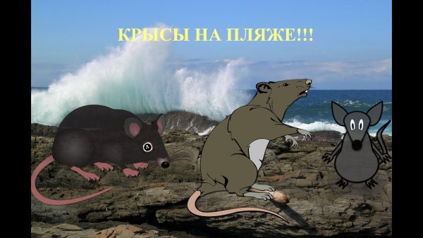 Крыса на пляже
