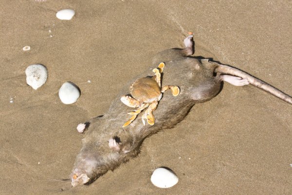 Крыса на пляже