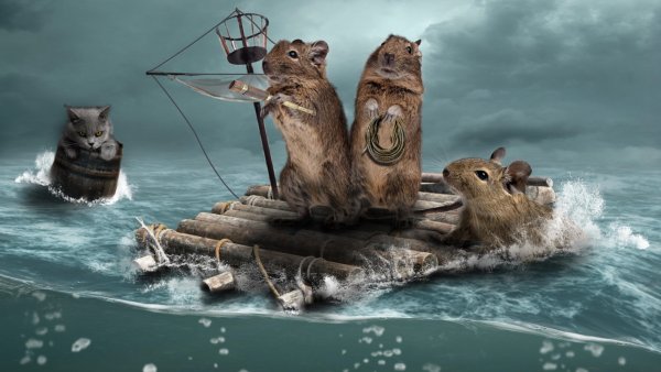 Мыши на плоту