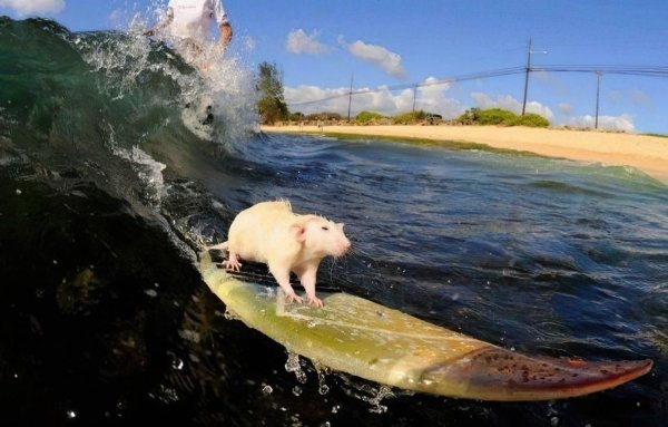 Крыса серфер