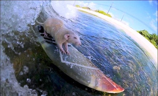 Крыса на пляже