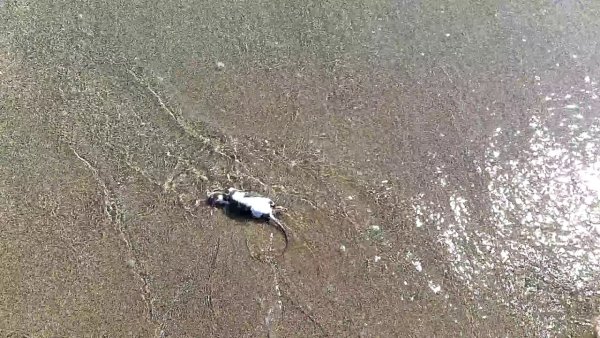 Крыса на пляже