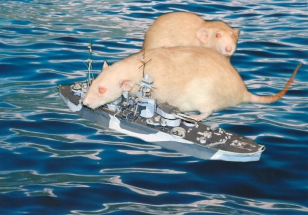 Морская крыса