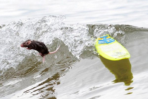 Мышь плавает