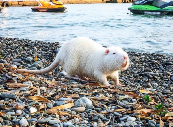 Крыса на пляже