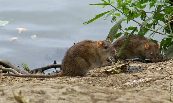 Крыса на пляже