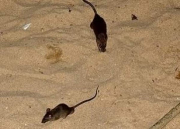 Крыса на пляже