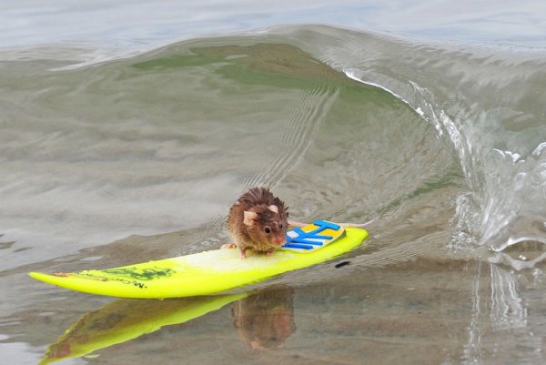 Мышка на серфе