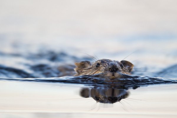 Крыса плавает