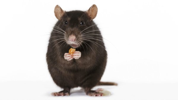 Крыса анфас